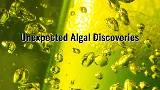 Unexpected Algal Discoveries