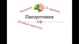 Папоротники