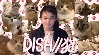 AI加藤純一が歌う「DISH//  - 猫」【ぶん・めめMAD】