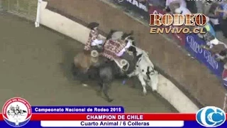 CHAMPION DE CHILE 2015 - Rodeoenvivo cl