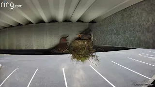 Mama Bird Protects Chick From Attacker || ViralHog