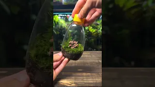 Super Easy Up-cycled Terrarium ♻️🌱