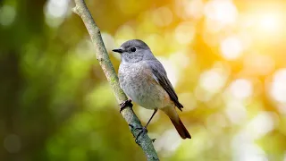 10 Hours of Bird Singing (No Music) - Relaxing Nature Sounds, Birds Sing Continuously