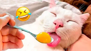 Funniest Animals 😄 New Funny Cats and Dogs Videos 😹🐶 2024 Part 21