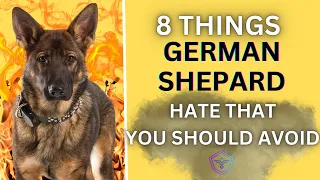 8 Things German Shepherds Hate That You Should Avoid