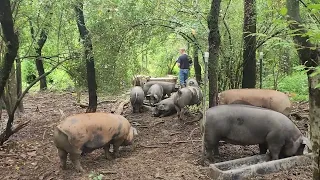 Silvopasture Pigs: The Pigs Won't Stop Harassing Me!
