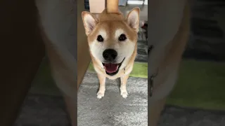 Shiba learns the house always wins