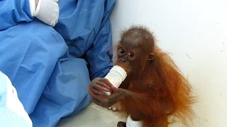 Motherless Baby Orangutan Is Loved For the First Time