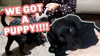 DAY IN THE LIFE OF A MUM UK | NEW PUPPY UK - WHAT KATY SAID