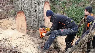 XXL Eiche fällen mit 50cm Schwert, 1,3m BHD, dicker Baum, Starkholz