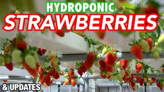 Hydroponic Strawberries, Hooch Adapter 3D Print Design Prototype & Updates