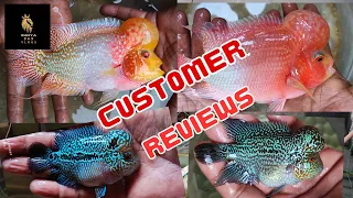 flowerhorn fish srd, kml, thaisilk , customer reviews 😍 vlog-33 #viral#video#flowerhorn