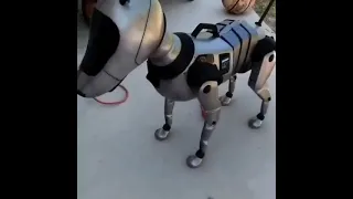 CGI DOG 🔥🔥