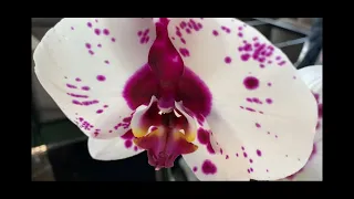 Завоз орхидей с изюминкой в Оби 6 марта 2021 г. ))) Спасибо вам ,работники Оби, за праздник!!!!