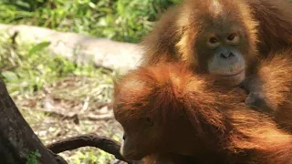 These Orangutan Lovebirds Can't Stop Kissing