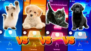 CUTE CAT AARON SMITH DANCIN VS CUTE DOG MARSHMELLO VS CUTE CAT VS CUTE DOG LADY GAGA BLOODY MARY