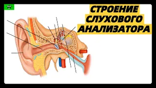 Строение УХА просто | Анатомия УХА СЛУХОВОГО АНАЛИЗАТОРА | ЕГЭ биология