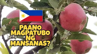 Mansanas tutubo ba sa Pilipinas? / Paano magtanim ng mansanas?