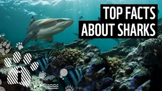 Top 10 Shark Facts | Animal Facts | WWF