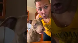 50к!🔥🕺🐶 #питбульджина #shorts #funnydogs #cutedogs #pitbulls #doglife