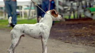 Jack Russell Terrier (JRTCA) National Trial