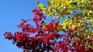 Невероятно красивая осенняя мелодия Сергея Чекалина Осень  autumn melody by Sergei Chekalin Autumn