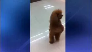 Dog strolls through supermarket on two legs