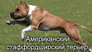 10 самых сильных собак в мире! #2  Кузница Фактов