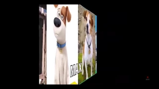 The secret life of pets in real life