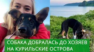 Собака наконец добралась до новой семьи на Курильские острова