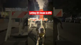 Letting Off Steam in NYC w/Hudson the Dog #cutedog #doglover #nyc #dogshorts #pitbull #doglife #dogs