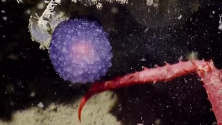 Mysterious Purple Blob Surprises Scientists | National Geographic