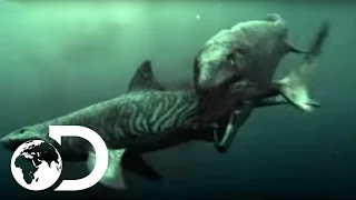 Mosasaur Shark Attack - Reign of the Dinosaurs