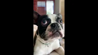 Funny Boston Terrier Compilation Videos 2022  Episode | 3