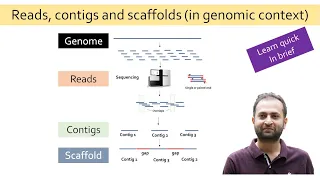 What are reads, contigs and scaffold?