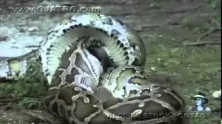 Python eats Alligator 02, Time Lapse Speed x6   YouTube   240p