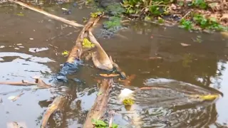 মধ‍্যরাতে মুষলধারে বৃষ্টির পর সকালে তাদের সুর আরম্ভ ৮/৫/২৪ভিডিও - প্রত‍্যাশা কম্পিউটারস।