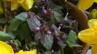 Purple dead nettle medicinal tea - urban foraging