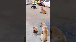 As another dog and a chicken watch, a dog cannot stop mimicking a man performing push-ups. #doglover