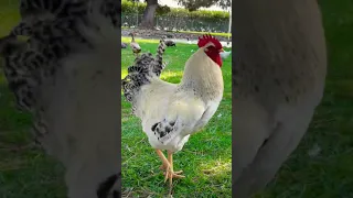 Good morning Mr. Rooster 🐓 #short #rooster