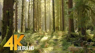 4K Virtual Forest Walk - The Fairy-Tale Mossy Rainforest, Olympic National Park, USA