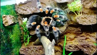 Паук птицеед Brachypelma smithi