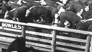 Meat On The Move 1962