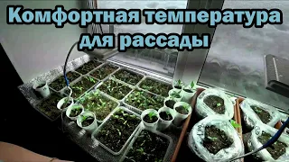 Температурный режим при выращивании рассады