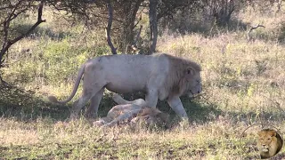 Casper The White Lion With FULL Belly Marking Territory