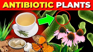 12 Medicinal Plants with Natural Antibiotic Effects (Backed by Science)