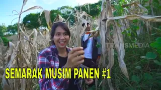 SEMARAK MUSIM PANEN | JEJAK PETUALANG (17/07/22) Part 1