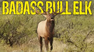 Bull Elk SCREAMs in Our Face | West Texas Elk Hunt