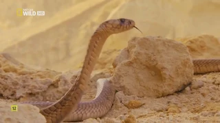 Egipto Salvaje Documental Completo - Nat Geo Wild HD