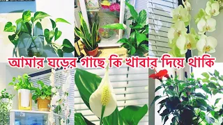 make your house plants thrive | indoor plants care tips and hacks